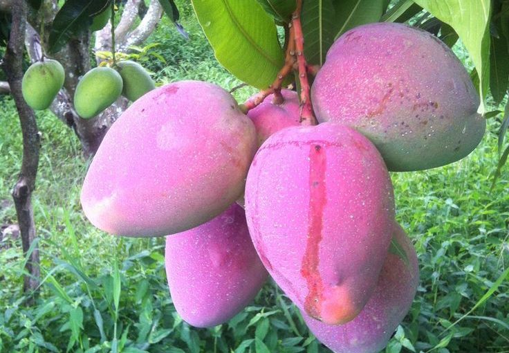 Mango 🥭